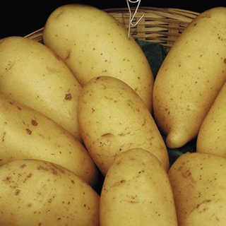 Potato LOOSE - Yellow 'Annabelle